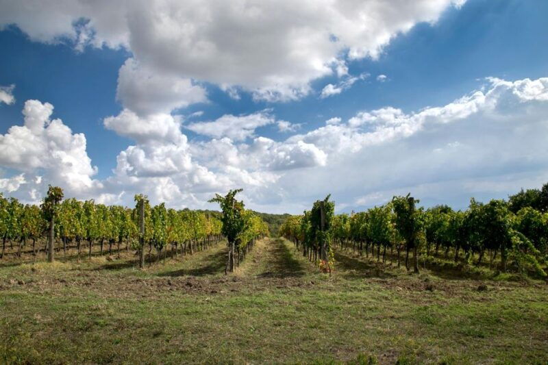 from-naples-wine-experience-and-visit-of-fontanarosa