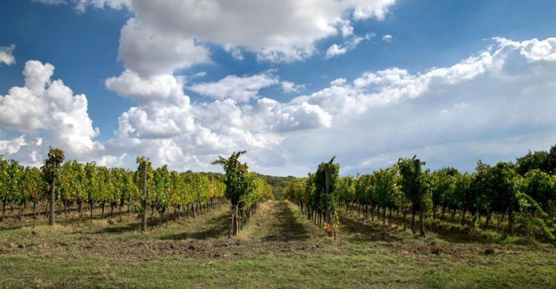 from-naples-wine-experience-and-visit-of-fontanarosa