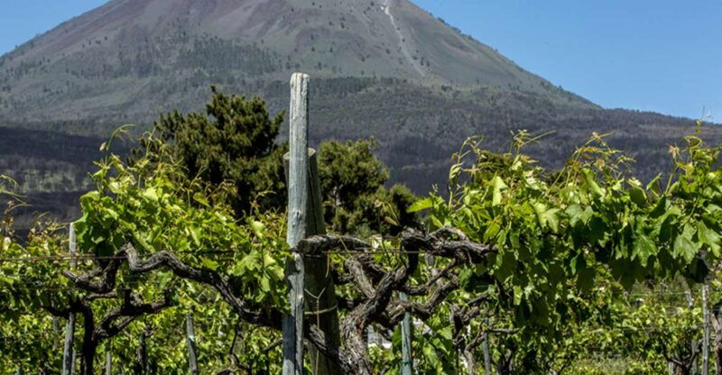 from-naples-wine-tasting-tour-on-vesuvius-slopes-with-lunch