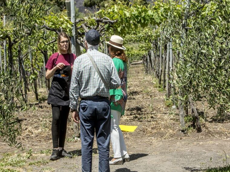 from-naples-wine-tasting-tour-on-vesuvius-slopes-with-lunch