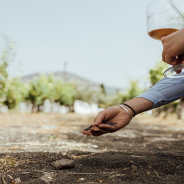 from-naples-wine-tasting-tour-on-vesuvius-slopes-with-lunch