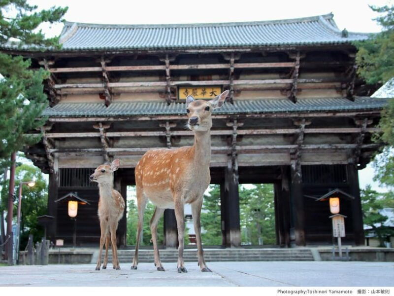 from-narahalf-day-bus-tour-to-unesco-heritagemt-wakakusa
