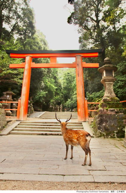 from-narahalf-day-bus-tour-to-unesco-heritagemt-wakakusa
