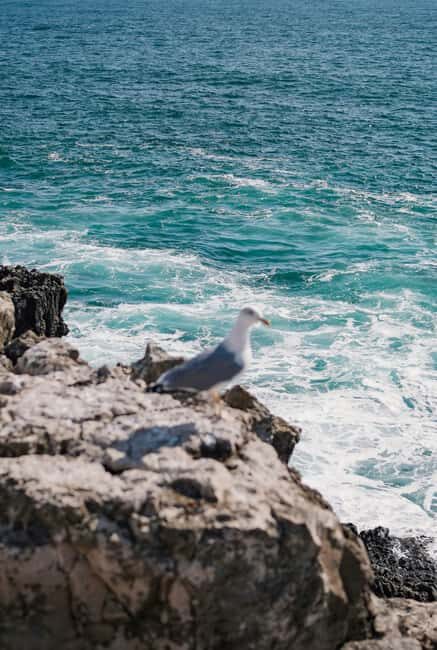 From Nazaré: Private Tour to Worlds Biggest Waves - Key Points