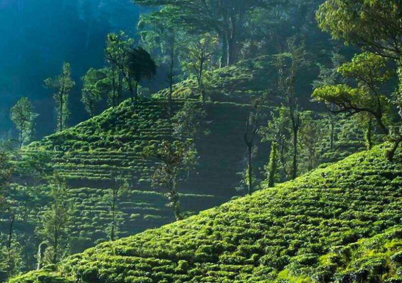 from-negombo-2-day-nuwara-eliya-kandy-waterfalls-tour