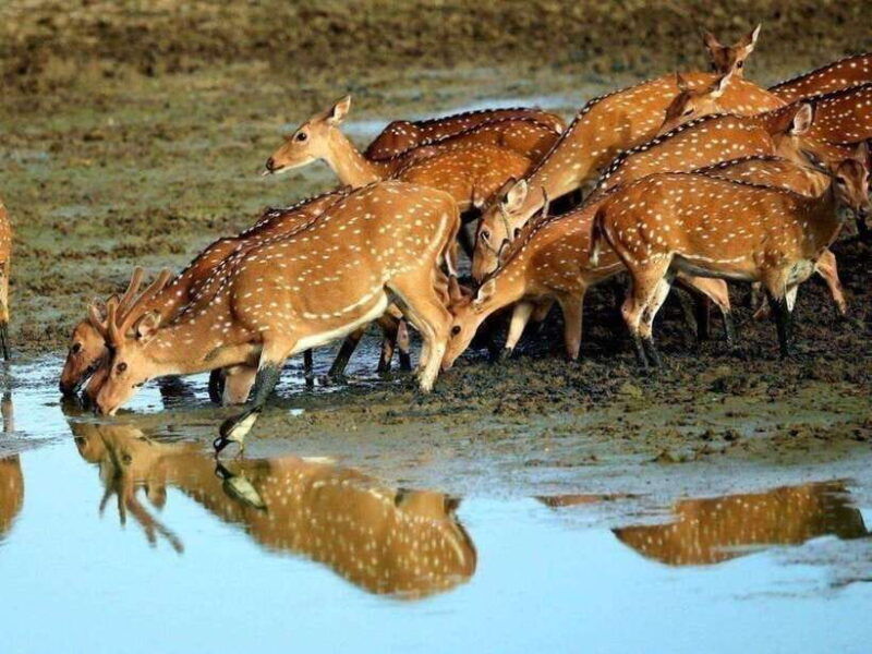 from-negombo-2-day-tour-to-arugam-bay-with-yala-safari