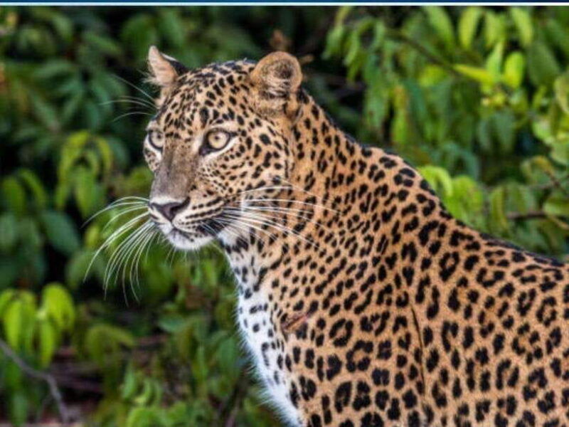 from-negombo-2-day-tour-to-arugam-bay-with-yala-safari