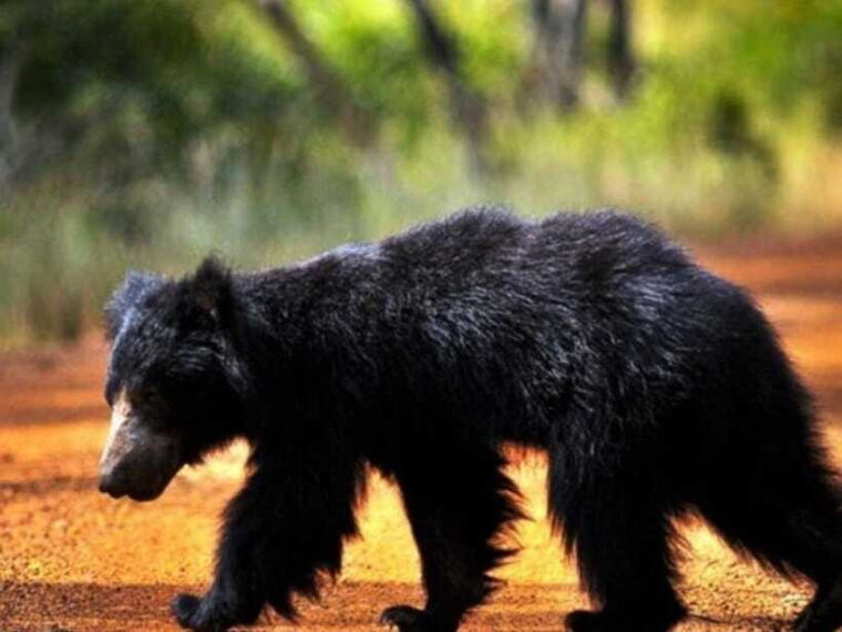 from-negombo-2-day-tour-to-arugam-bay-with-yala-safari