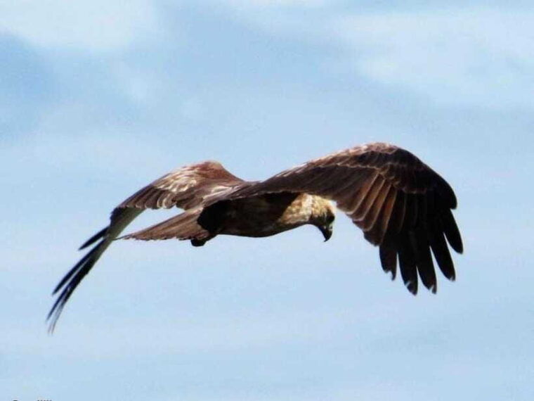 from-negombo-2-day-tour-to-arugam-bay-with-yala-safari