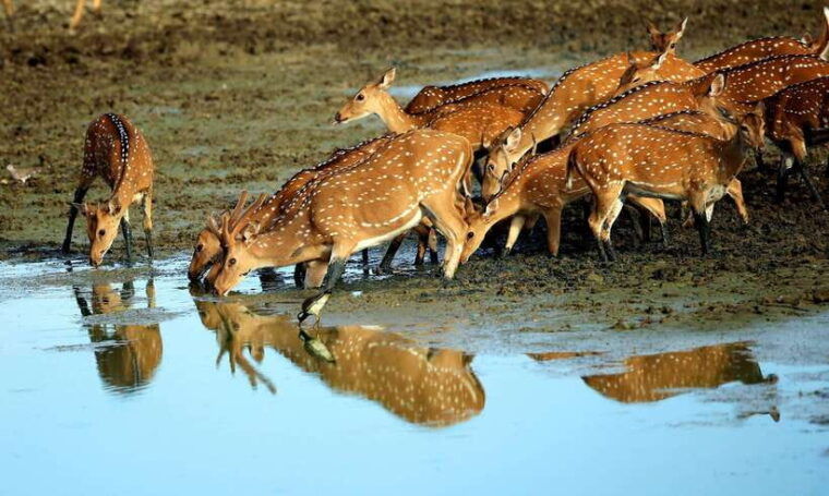 from-negombo-2-day-tour-to-ella-with-safari-at-yala-park