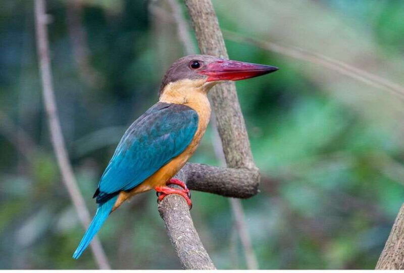 from-negombo-exclusive-madu-river-safari-turtle-hatchery