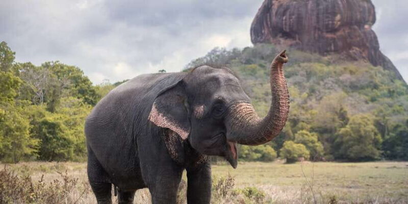 From Negombo: Sigiriya and Dambulla Day Trip and Safari - Is This Tour Worth It?