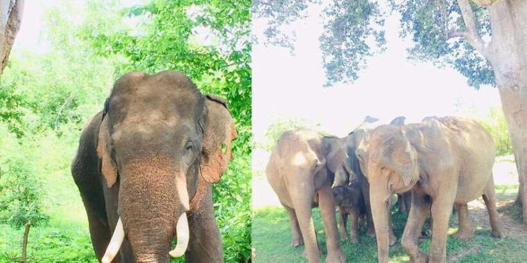 from-negombo-sigiriya-dambulla-and-village-safari-day-tour