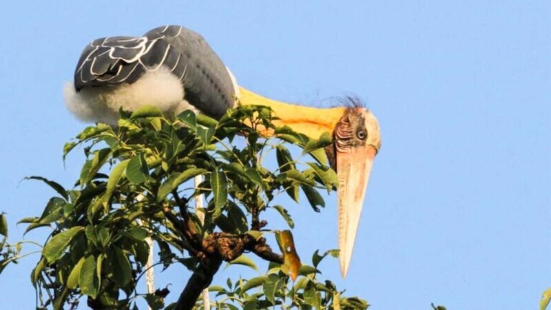 From Negombo: Wilpattu National Park Safari with Transfers - The Journey Begins: Convenience and Comfort Get You There