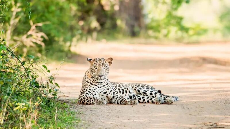From Negombo: Wilpattu National Park Safari with Transfers - Who Will Love This Tour?