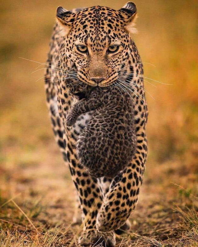 from-negombo-yala-national-park-leopard-safari-day-trip