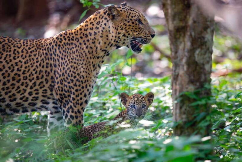 from-negombo-yala-national-park-leopard-safari-day-trip