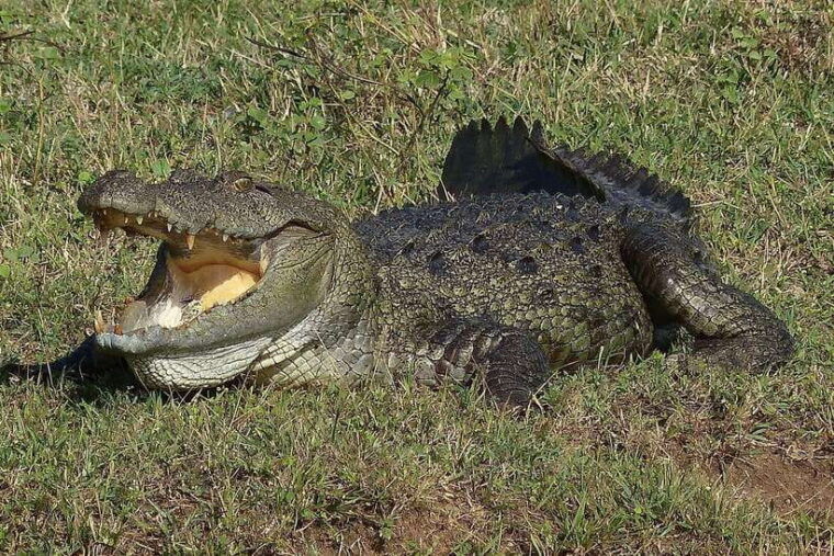 from-negombo-yala-national-park-leopard-safari-day-trip