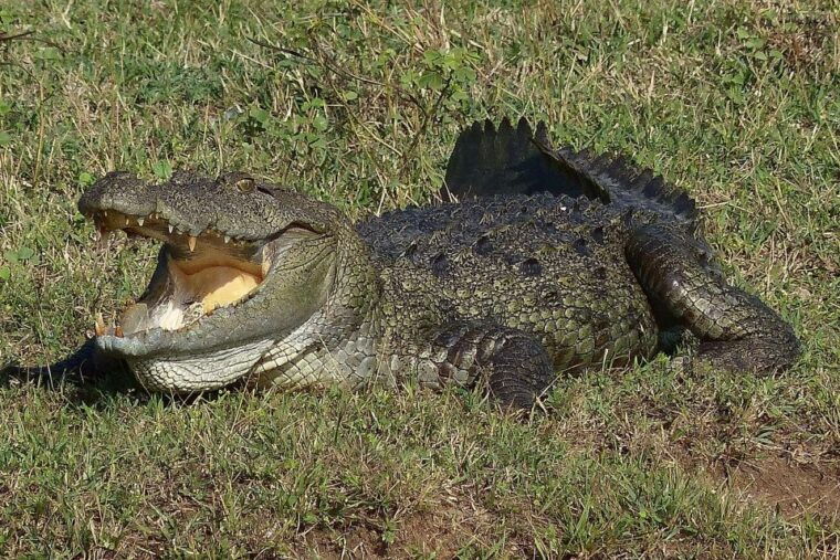 from-negombo-yala-national-park-leopard-safari-day-trip