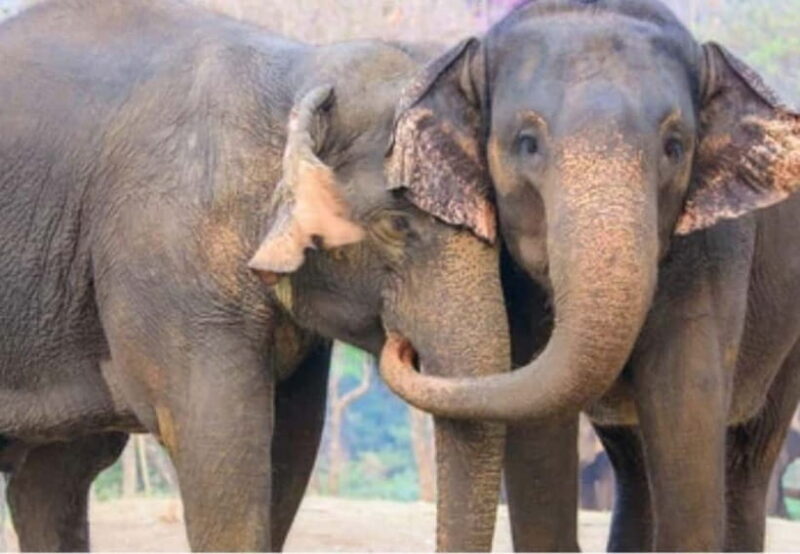 From New Delhi: Taj Mahal Sunrise Tour and Elephant Wildlife - Our Review of the From New Delhi: Taj Mahal Sunrise Tour and Elephant Wildlife