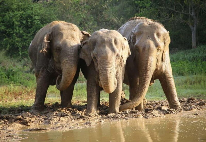 From New Delhi: Taj Mahal Sunrise Tour and Elephant Wildlife - Final Words