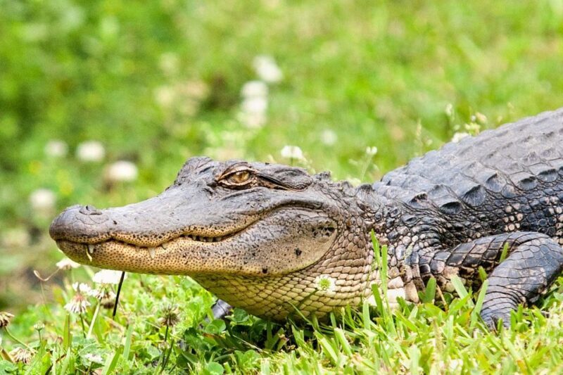 From New Orleans: Airboat Adventure Tour with Transportation - Detailed Review of the Experience