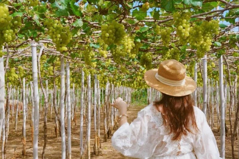 From Nha Trang: Day trip to Nam Cuong Sand Dunes, Phan Rang - A Close Look at the Itinerary and Highlights