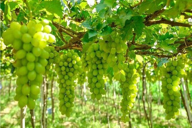 From Nha Trang: Discover Phan Rang Scenic Trip & Vinh Hy Bay - Transportation and Logistics