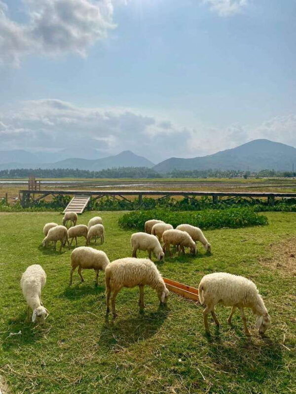 from-nha-trang-phan-rang-tanyoli-sand-dunes-day-trip