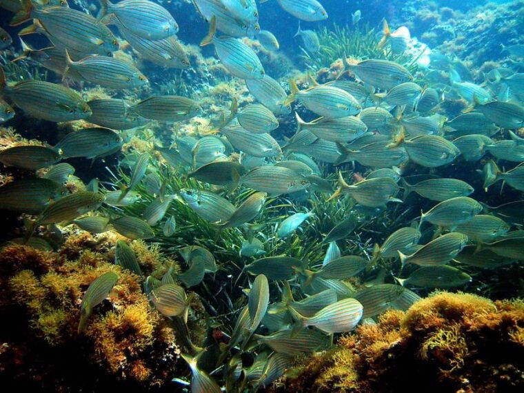 from-nice-french-riviera-swimming-and-snorkeling-cruise