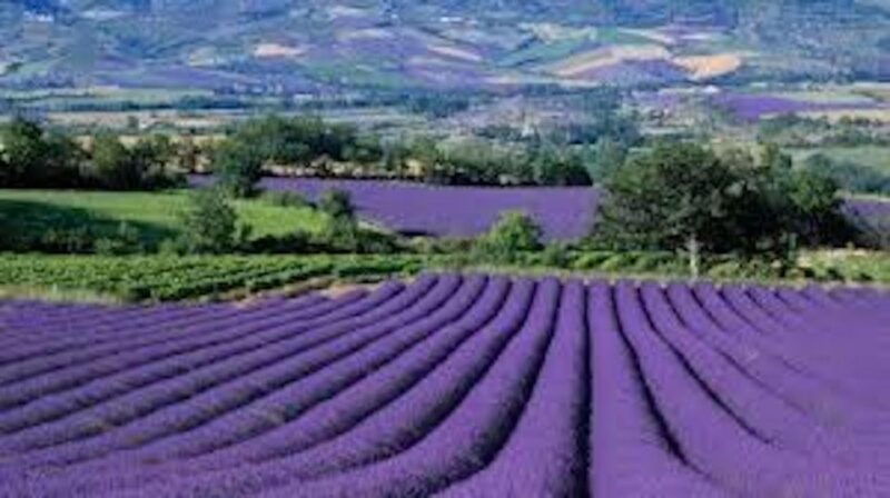 from-nice-full-day-provence-and-lavender-tour