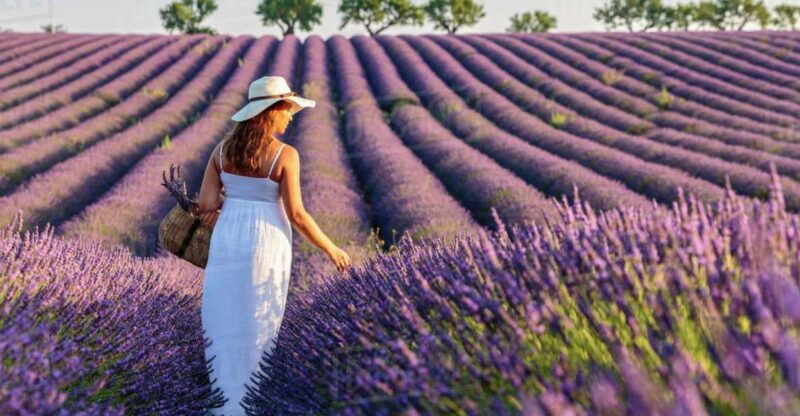 from-nice-full-day-provence-and-lavender-tour