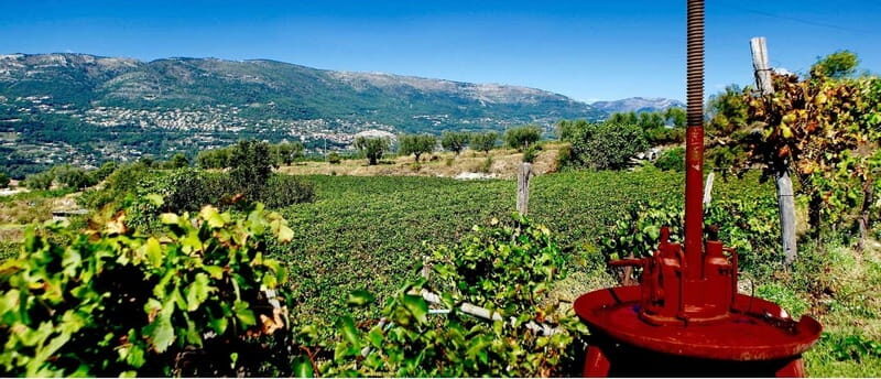 From Nice: Half-Day Wine Tour in the Bellet Wine Region - An Overview of the Bellet Wine Tour