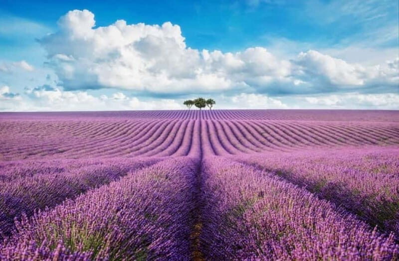 From Nice: Lavender Fields & Verdon Gorge Guided Day Tour - Transportation & Group Dynamics