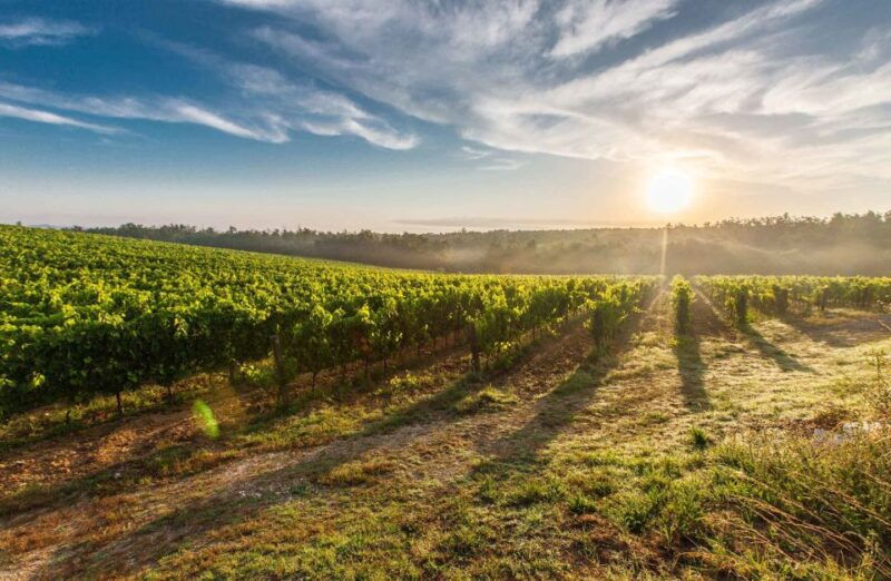 from-nice-private-bellet-wine-tasting-day-trip