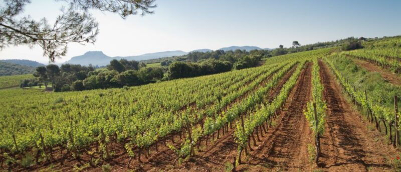 from-nice-provence-wine-full-day-tour