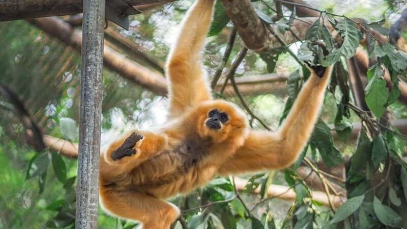 From Ninh Binh: Cuc Phuong - Van Long Reserve - Small Groups - FAQ