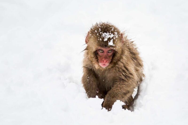 from-nozawa-onsen-snow-monkeys-and-zenko-ji-day-trip-sake