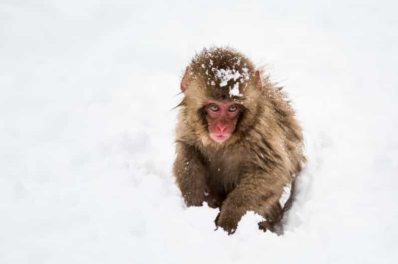 from-nozawa-onsen-snow-monkeys-and-zenko-ji-day-trip-sake