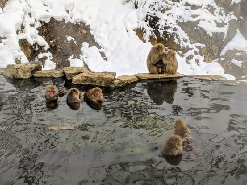 from-nozawa-onsen-snow-monkeys-and-zenko-ji-day-trip-sake