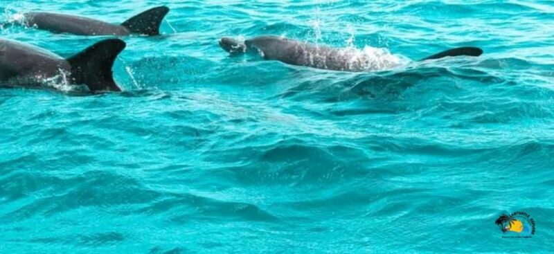 From Nungwi/Kendwa: Mnemba Atoll Starfishes & Dolphins Tour - What to Expect from the Mnemba Atoll Starfishes & Dolphins Tour
