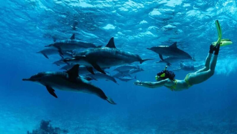 From Nungwi : Mnemba Boat Trip and Dolphin Snorkel Adventure - What to Expect: The Day in Detail