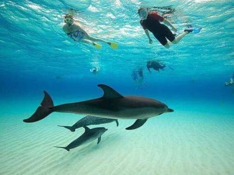 From Nungwi: Mnemba Dolphin and Snorkeling Tour - From Nungwi: Mnemba Dolphin and Snorkeling Tour — An Authentic Zanzibar Marine Adventure