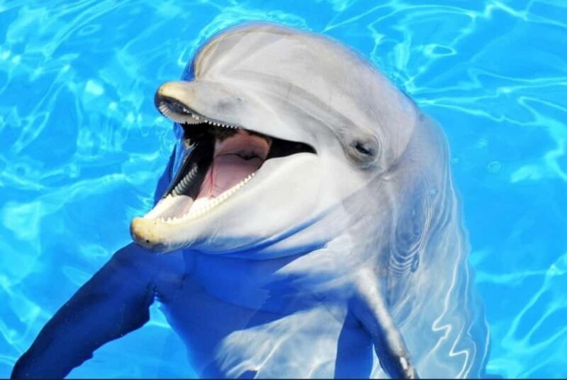 From Nungwi: Mnemba Dolphin and Snorkeling Tour - Practical Details and What You Should Know