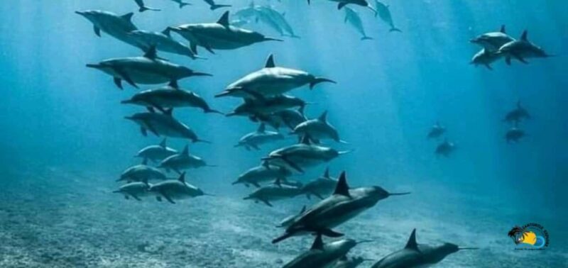 From Nungwi: Mnemba Island Dolphin Watching and Snorkeling - Key Points