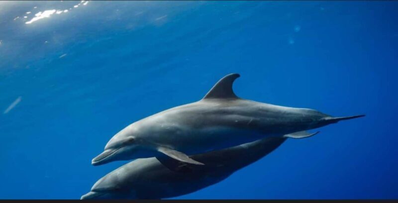 FROM NUNGWI; MNEMBA SNORKELING AND DOLPHIN TOUR - Key Points