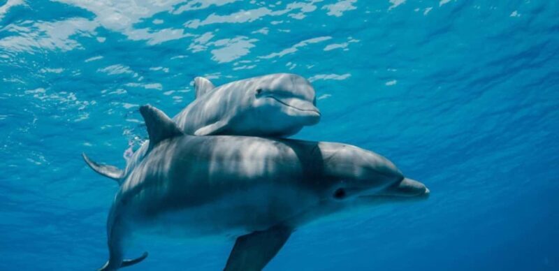 FROM NUNGWI; MNEMBA SNORKELING AND DOLPHIN TOUR - Real Traveler Insights and Tips