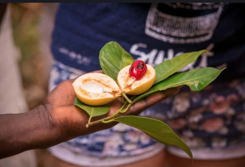 FROM NUNGWI: PRISON ISLAND, STONE TOWN AND SPICE FARM TOUR - The Sum Up