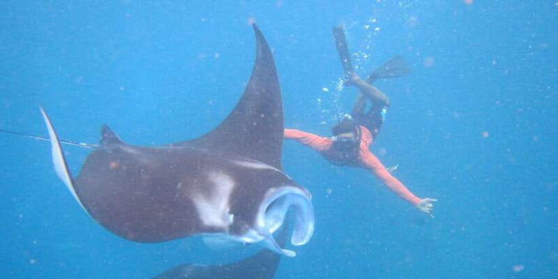 from-nusa-penida-3-spots-snorkeling-tour-with-manta-rays
