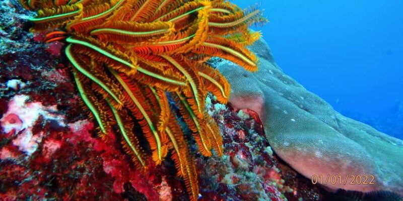 from-nusa-penida-3-spots-snorkeling-tour-with-manta-rays